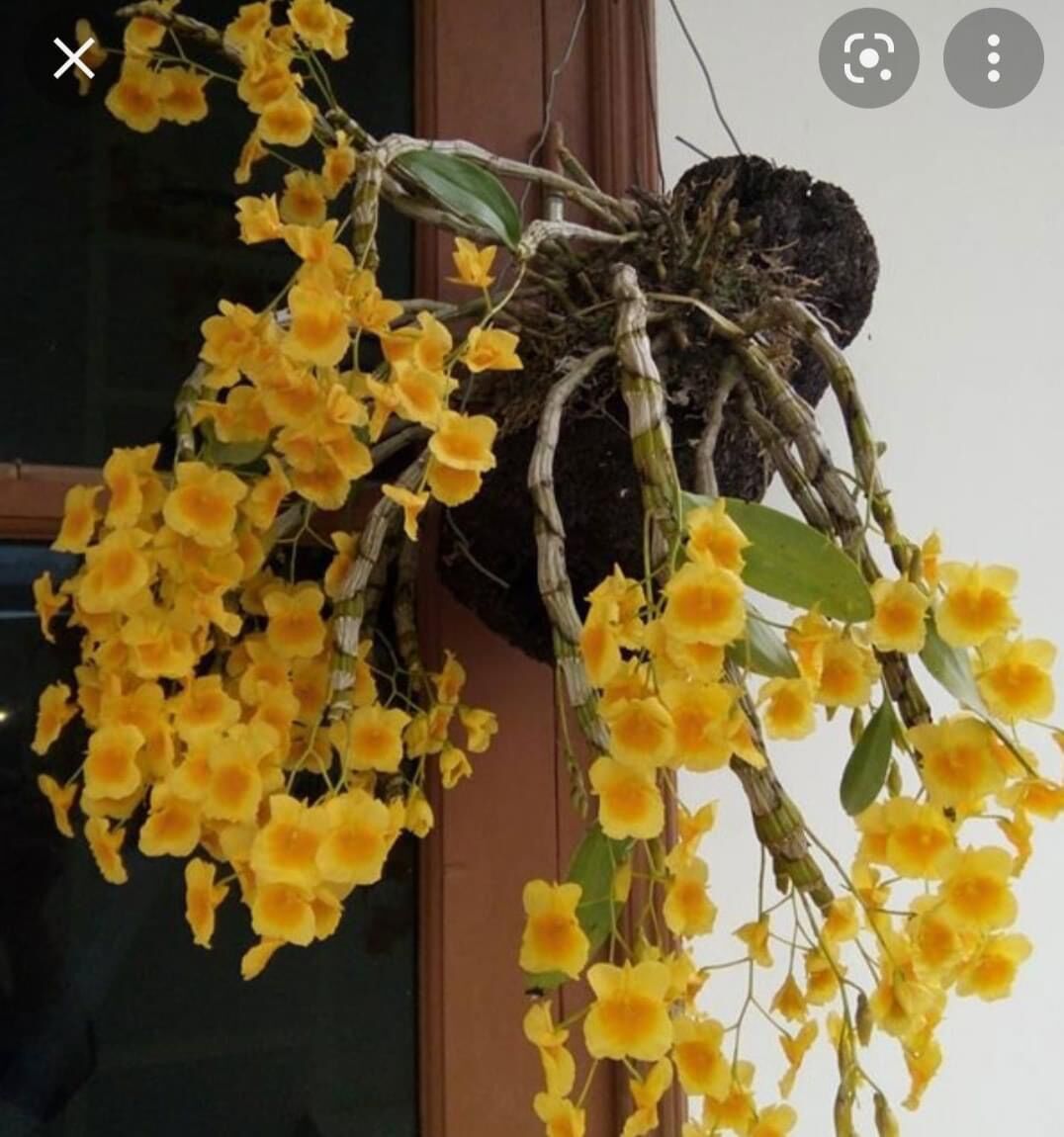 Hoa Lan kim điệp Xuân