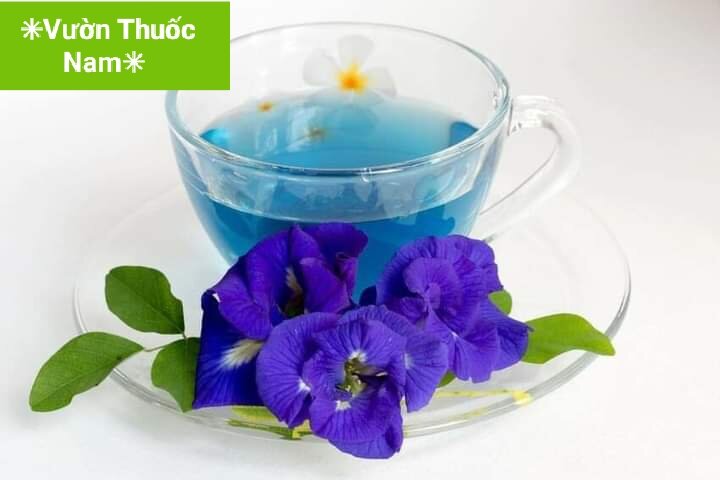 Cây giống hoa đậu biết cánh kép