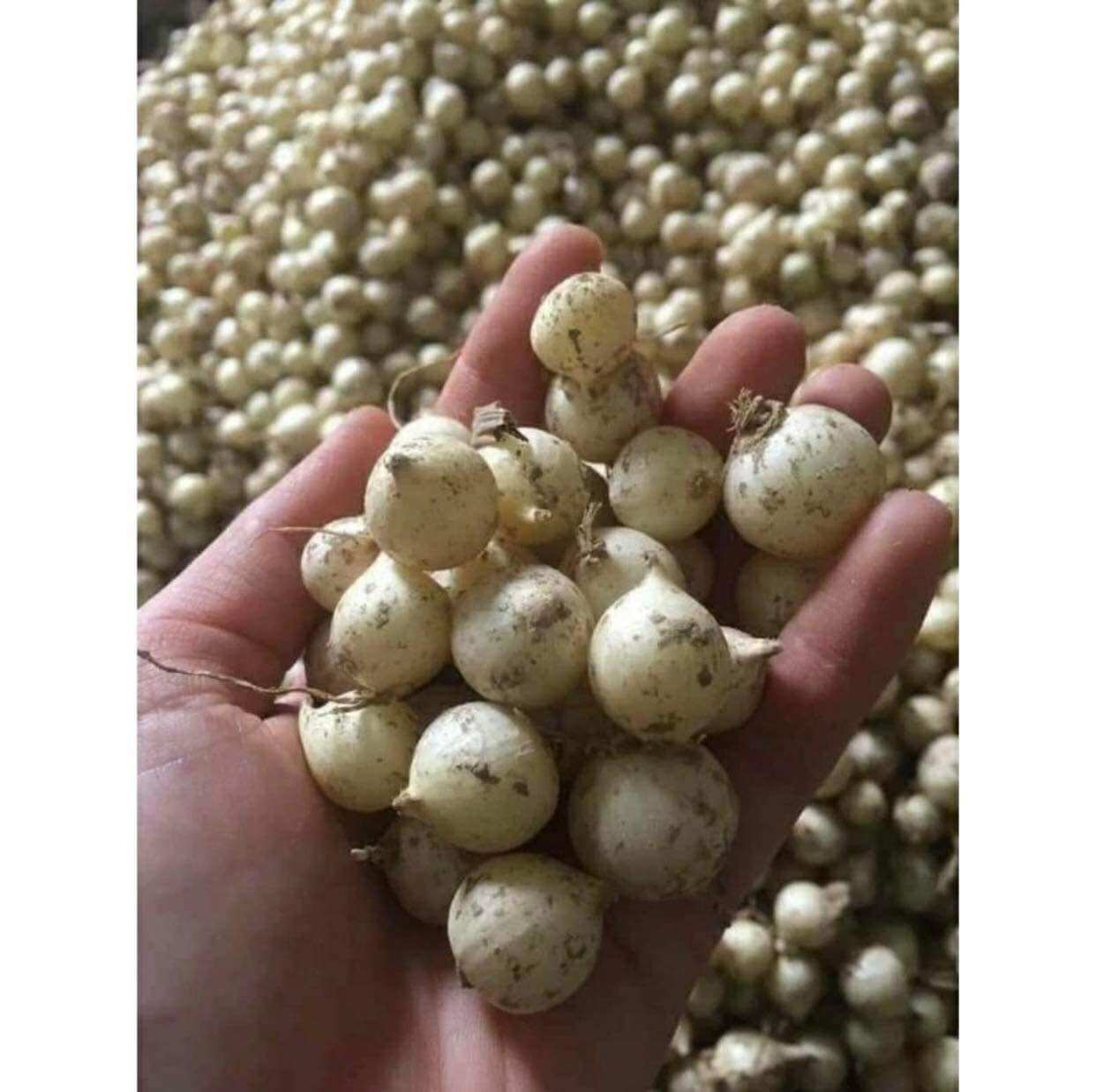 500g củ hành tăm nhà làm, củ hàng trắng nghệ an, đặc sản miền xuôi