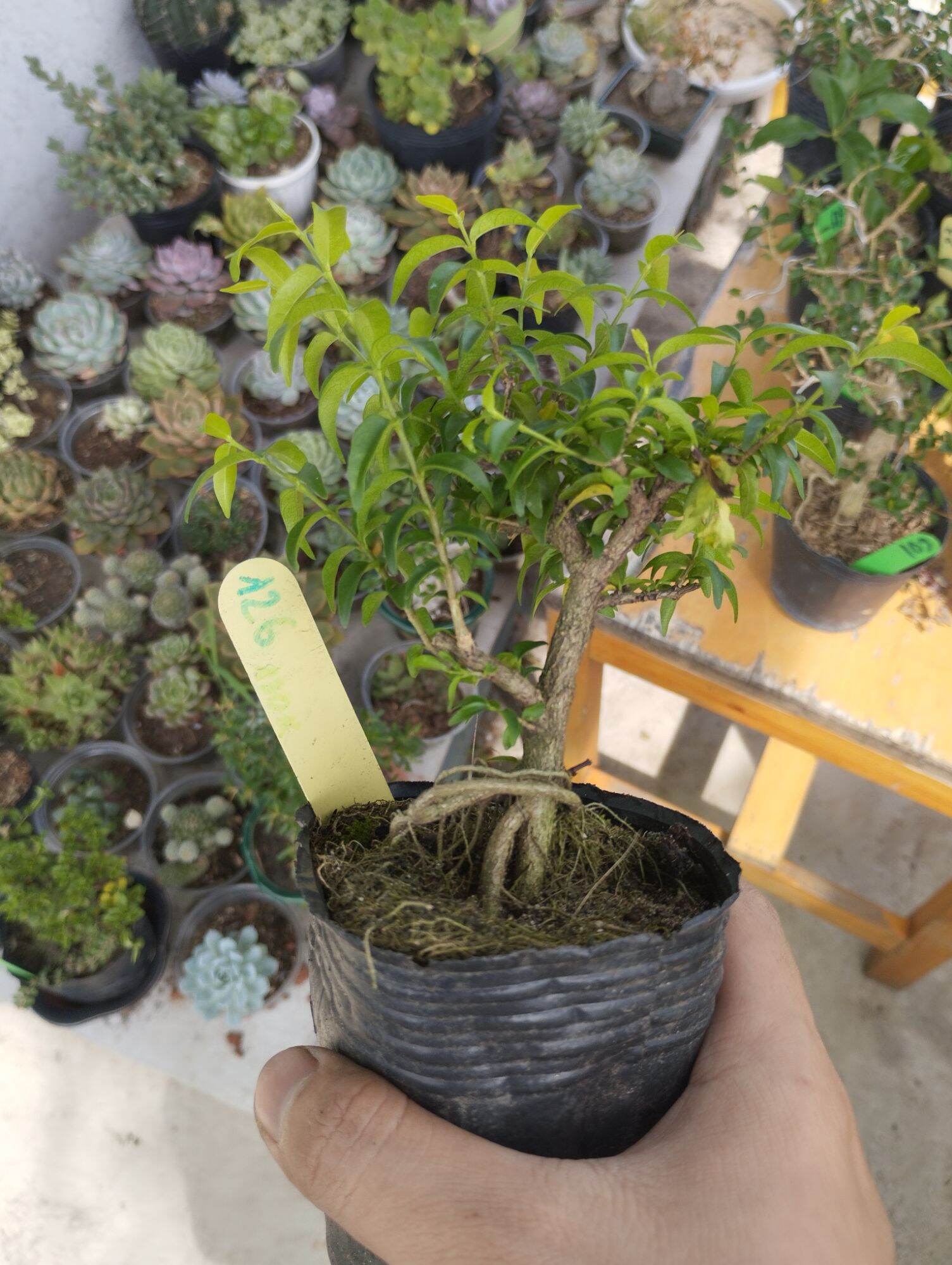Mai chiếu thuỷ mini bonsai
