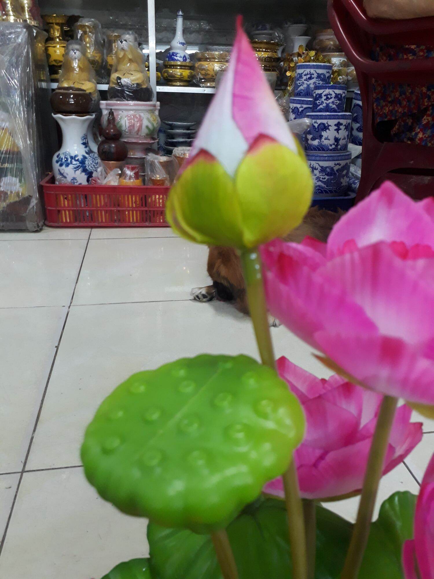 Hoa sen vải  gương sen lớn
