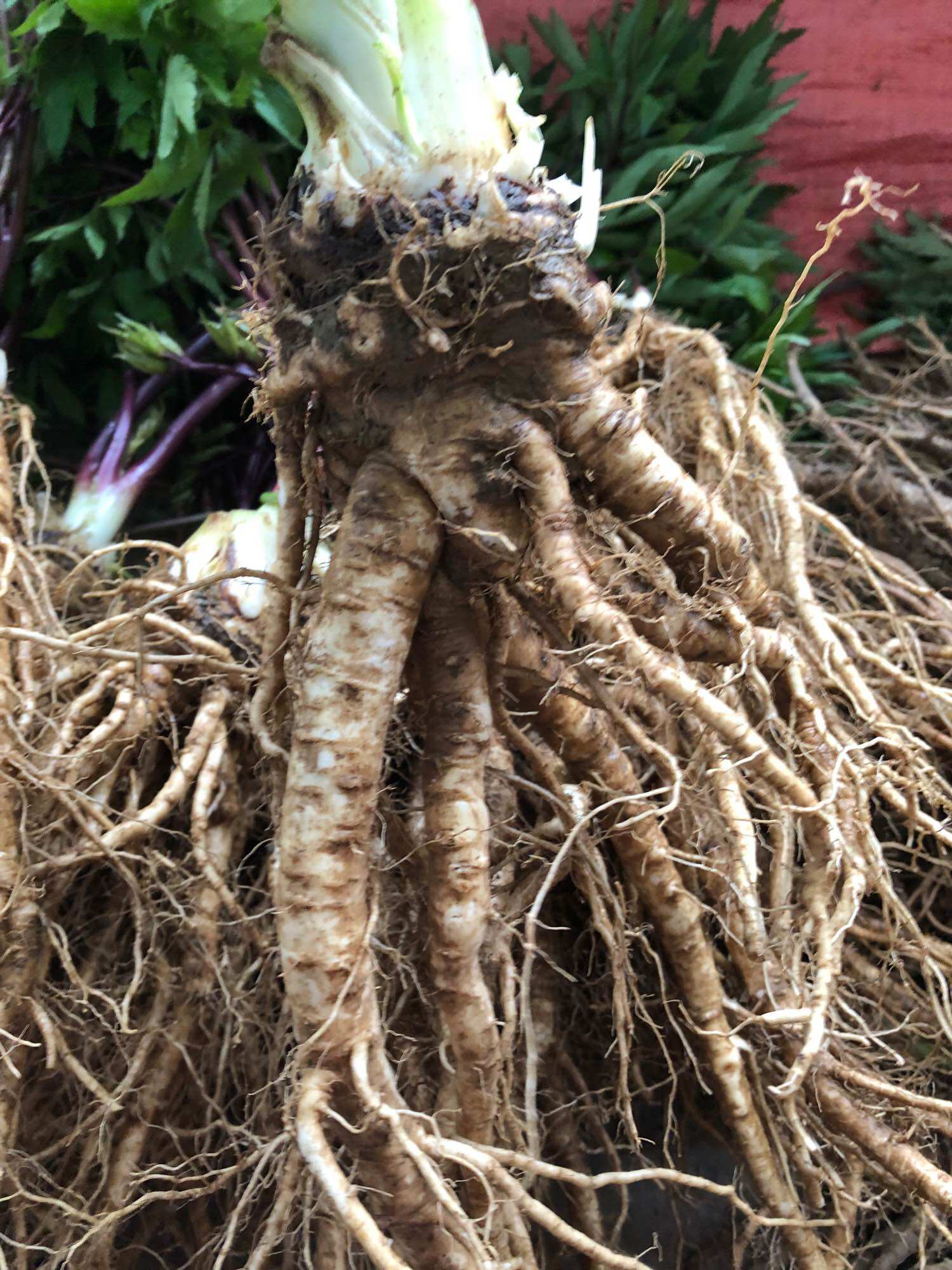 Sâm đương quy tươi Sìn Hồ 85k/kg