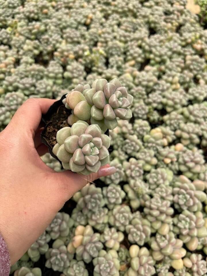 Sen đá kim tuyến cute size bầu