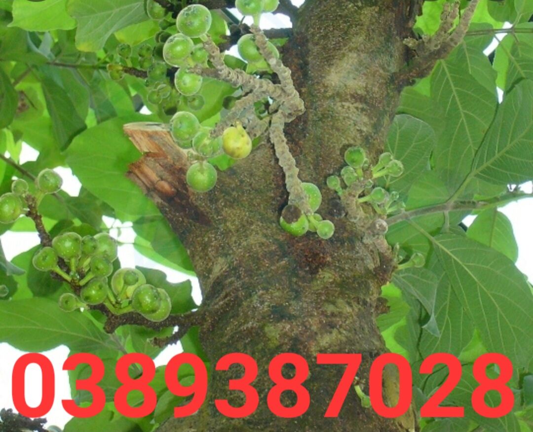 Quả sung ngái tươi 1kg