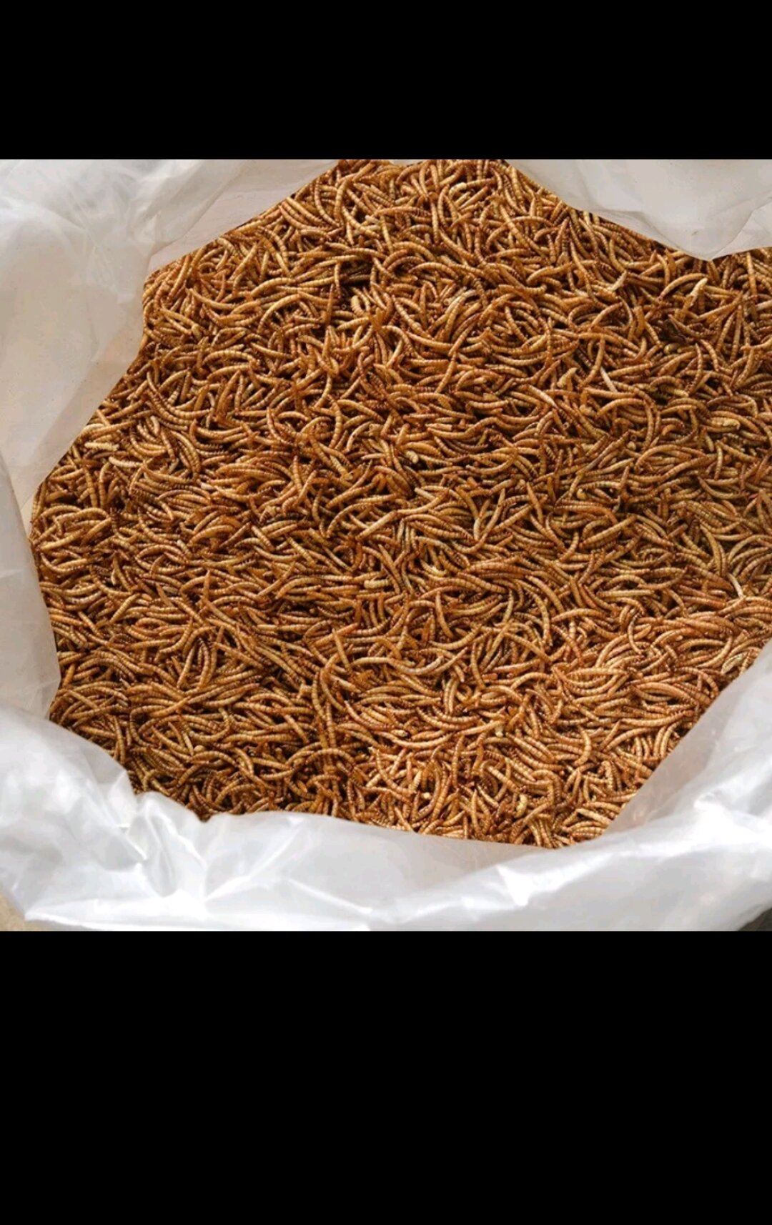 sâu sấy khô dùng cho bò sát (túi nhỏ 15g )