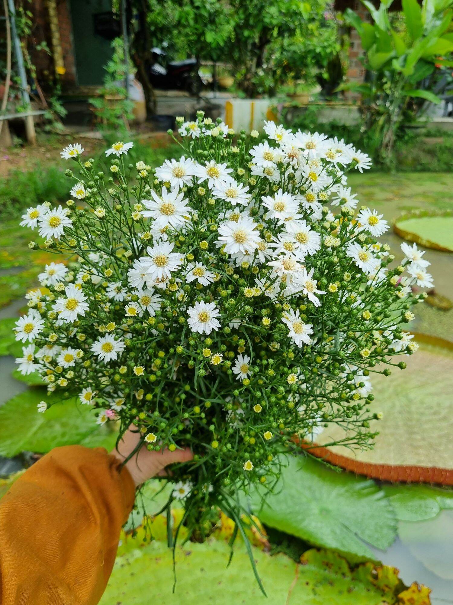 30 cây giống thạch thảo trắng
