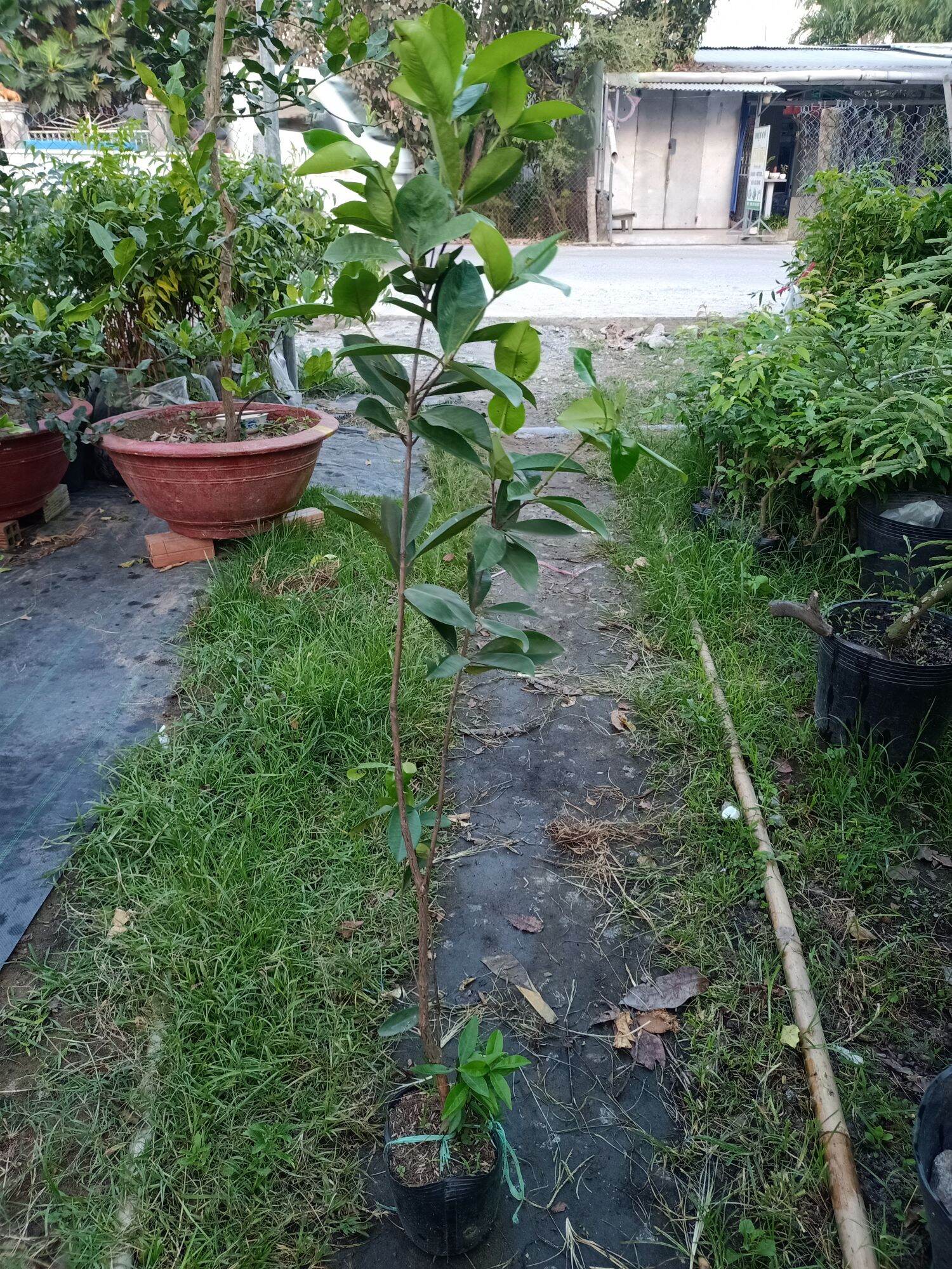 cây cherry Brazil chịu nhiệt