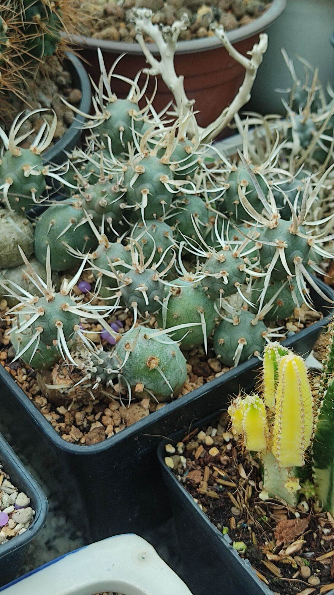 Cây xương rồng gai giấy