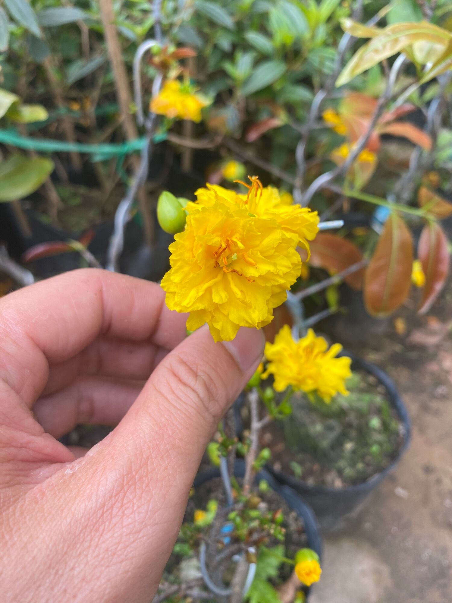 Combo 1 cúc thọ hương , 1 bạch mai ( cây giống )