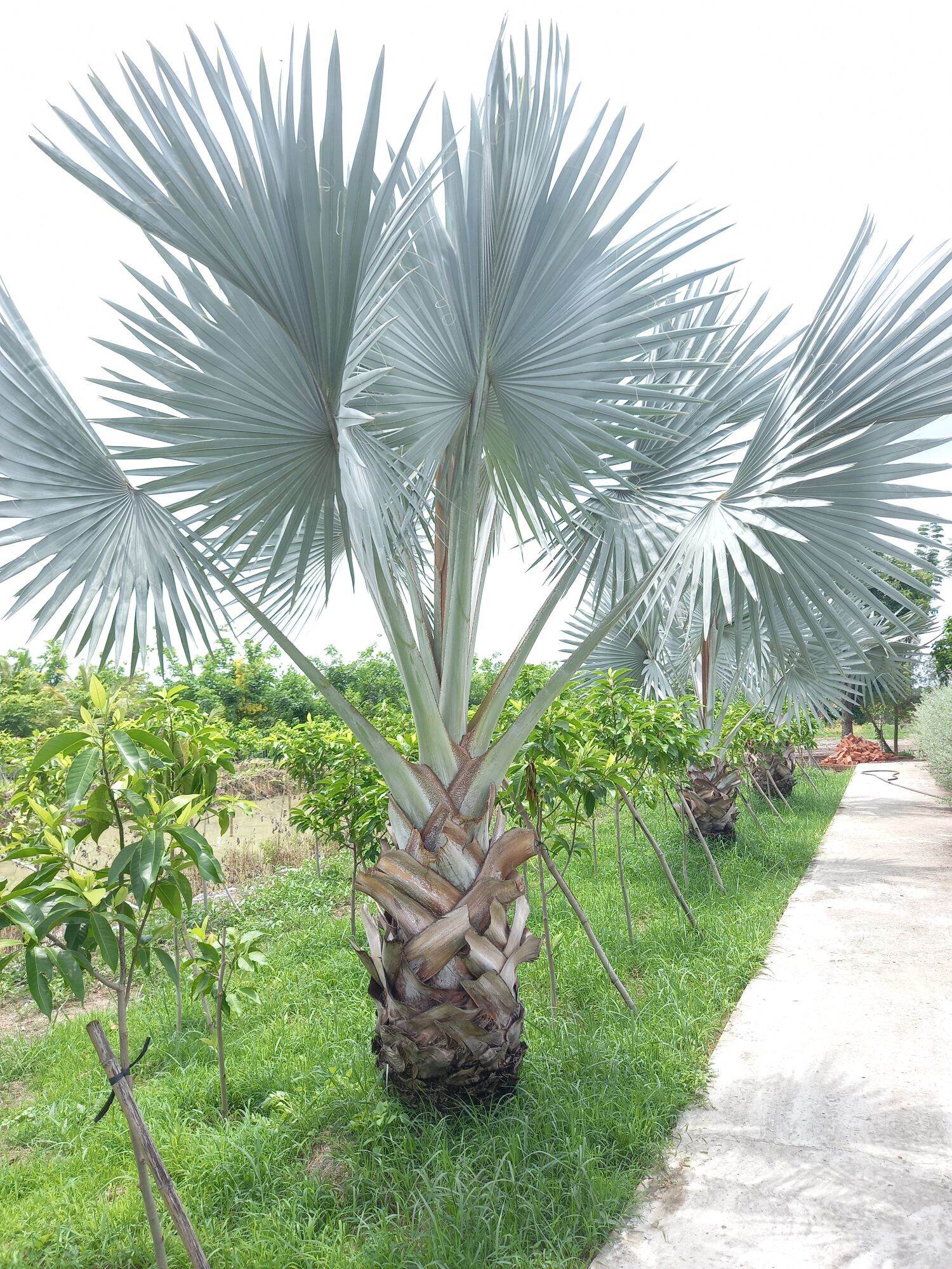 cây kè bạc