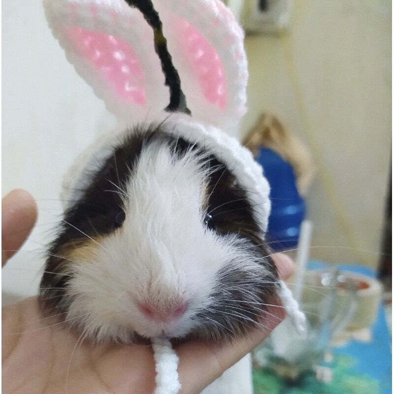 Mũ nón tai thỏ cho guinea pig, bọ ú