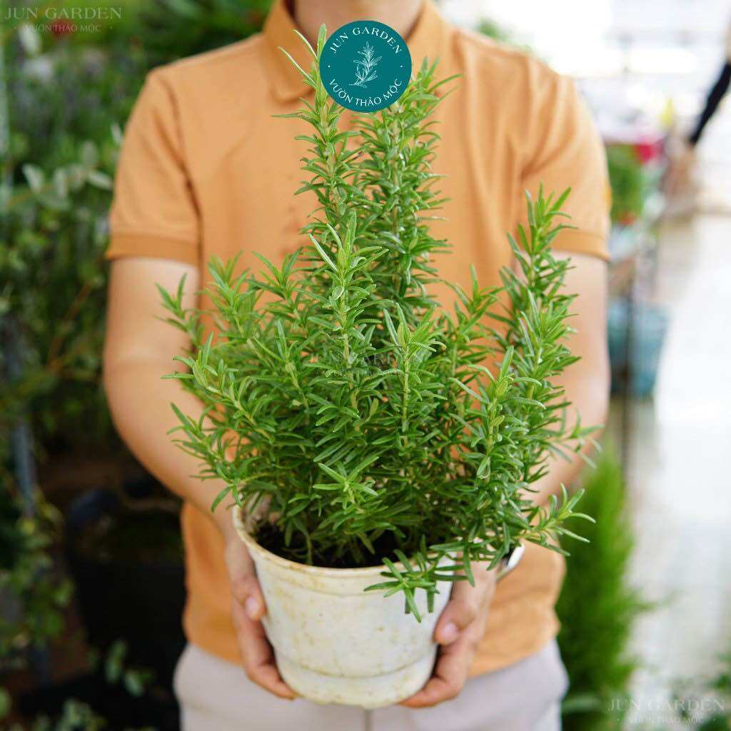 Cây hương thảo lá lớn giống mới jun garden thơm mạnh dễ chăm