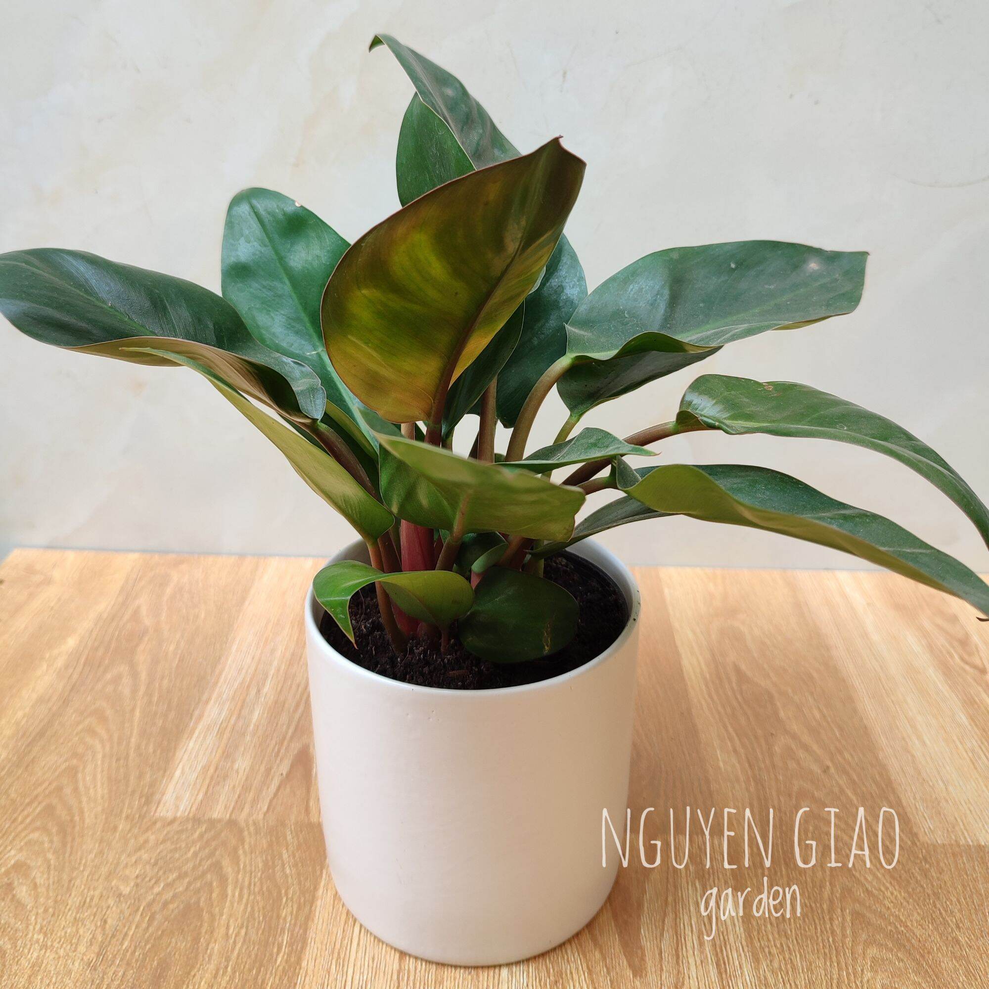 Cây trầu bà đế vương đỏ chậu sứ