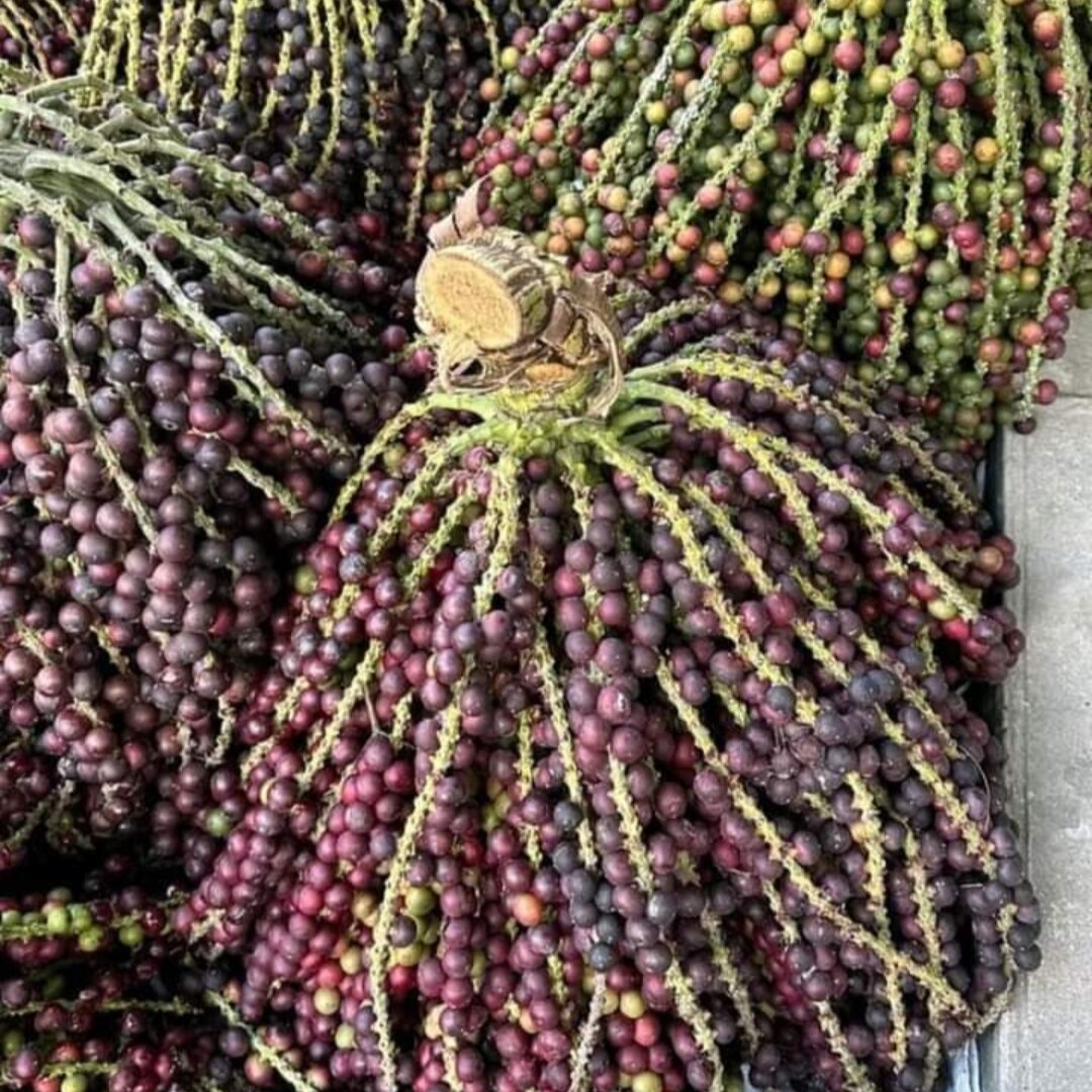 Đủng Đỉnh sấy khô/ tươi 1kg