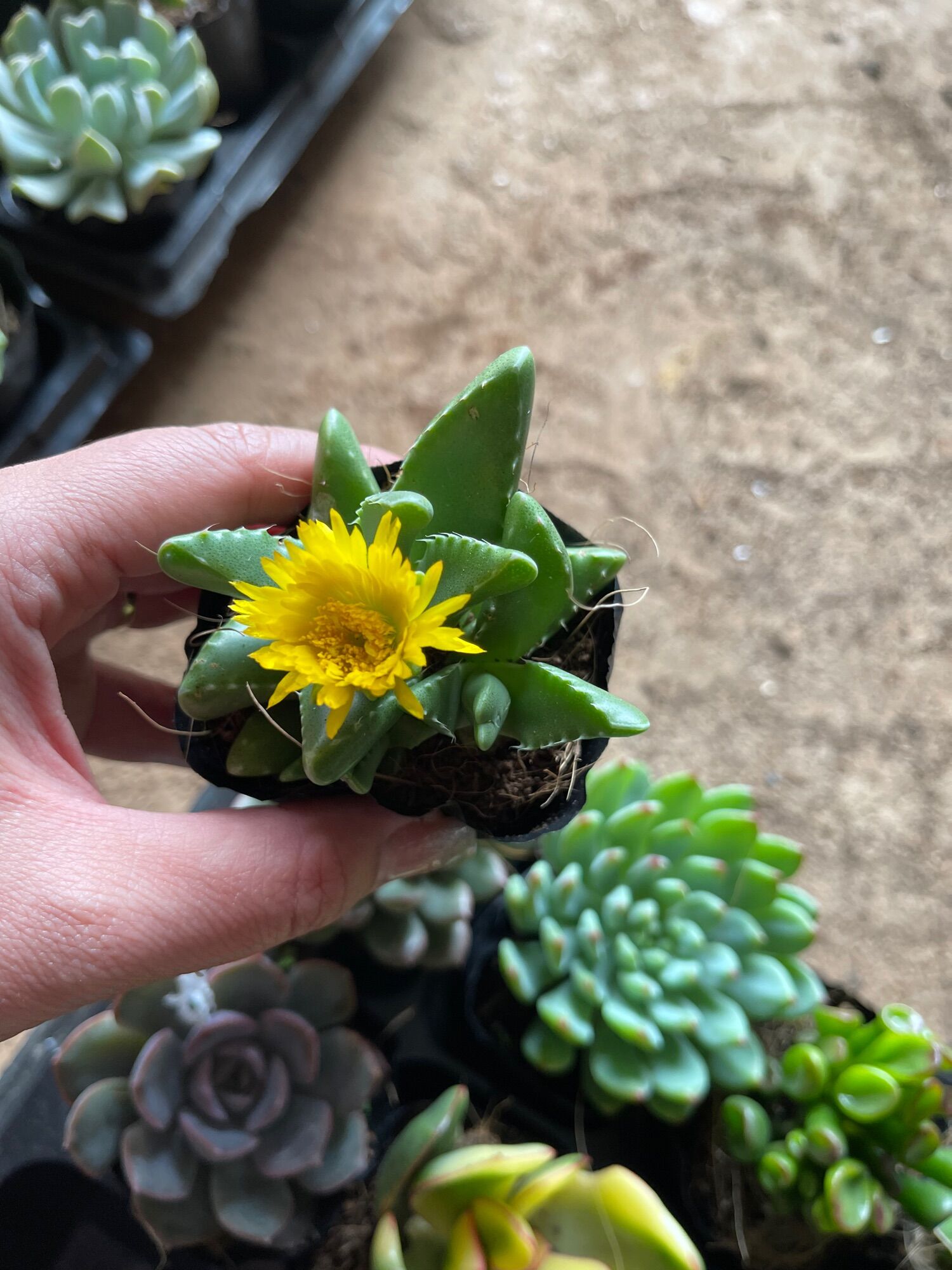 10 cây sen bầu size 3-5 cm xuất vườn đà lạt