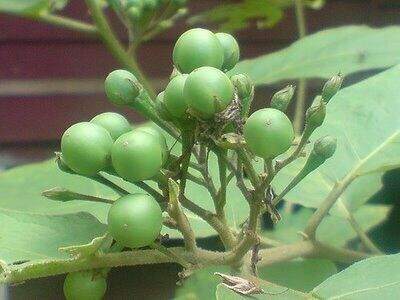 Cà dại hoa trắng 120k/3kg