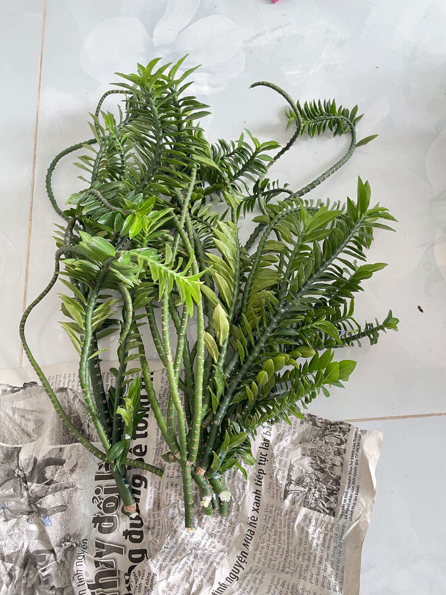 Cây chân rết set 2 cành