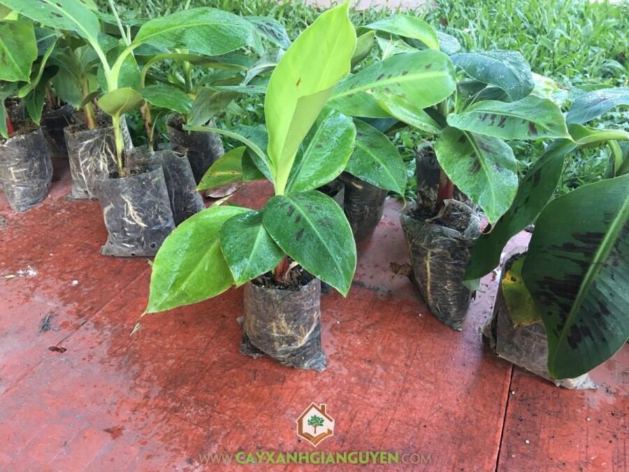 Chuối Già Nam Mỹ cây cấy mô
