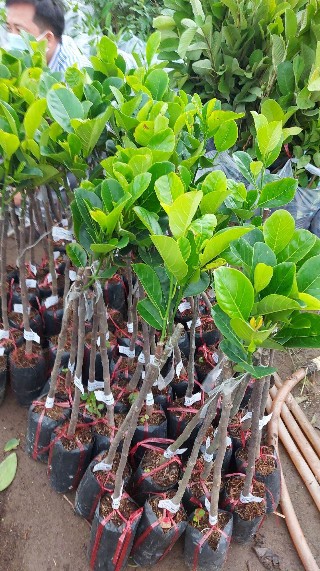 Cây giống Mít ruột đỏ sơ vàng indo lá bầu