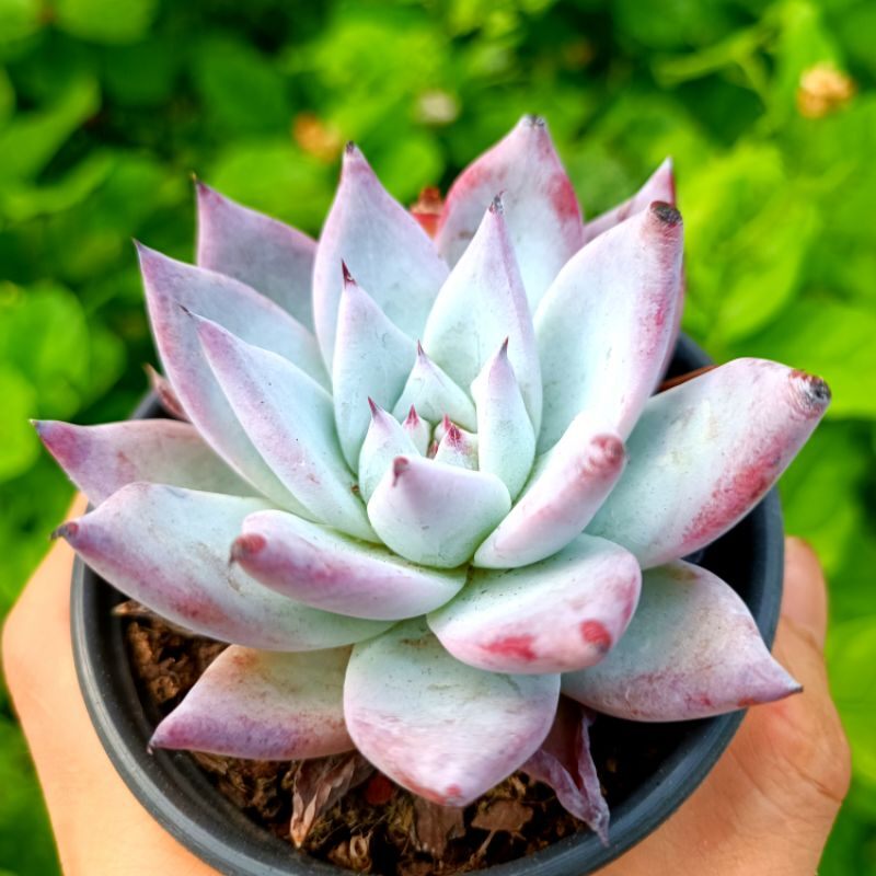 Sale 55%Sen Đá Hồng Phấn rất đẹp!