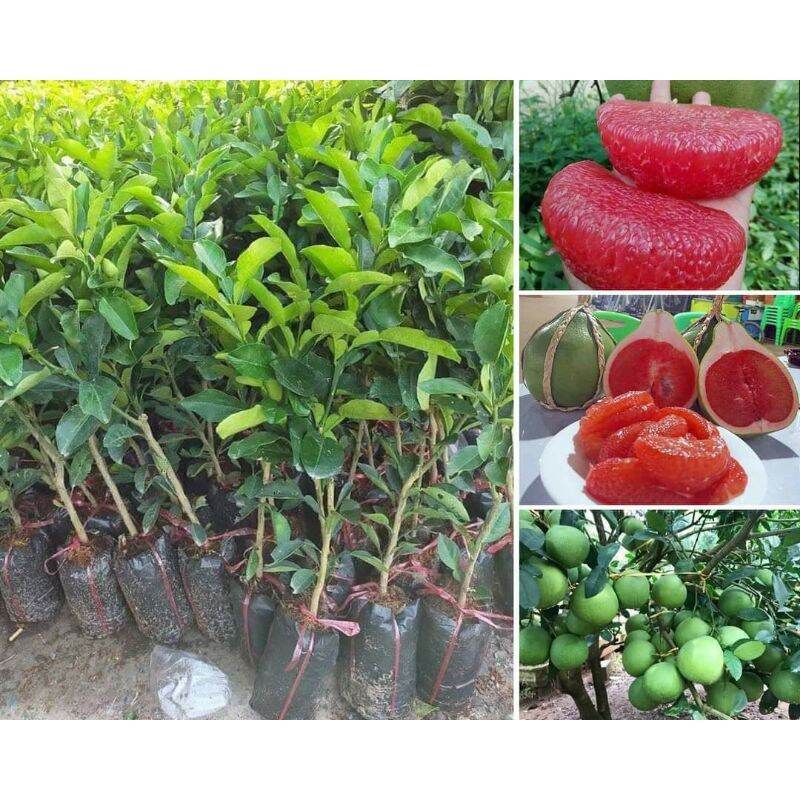 Cây giống bưởi ruby ghép siêu sớm