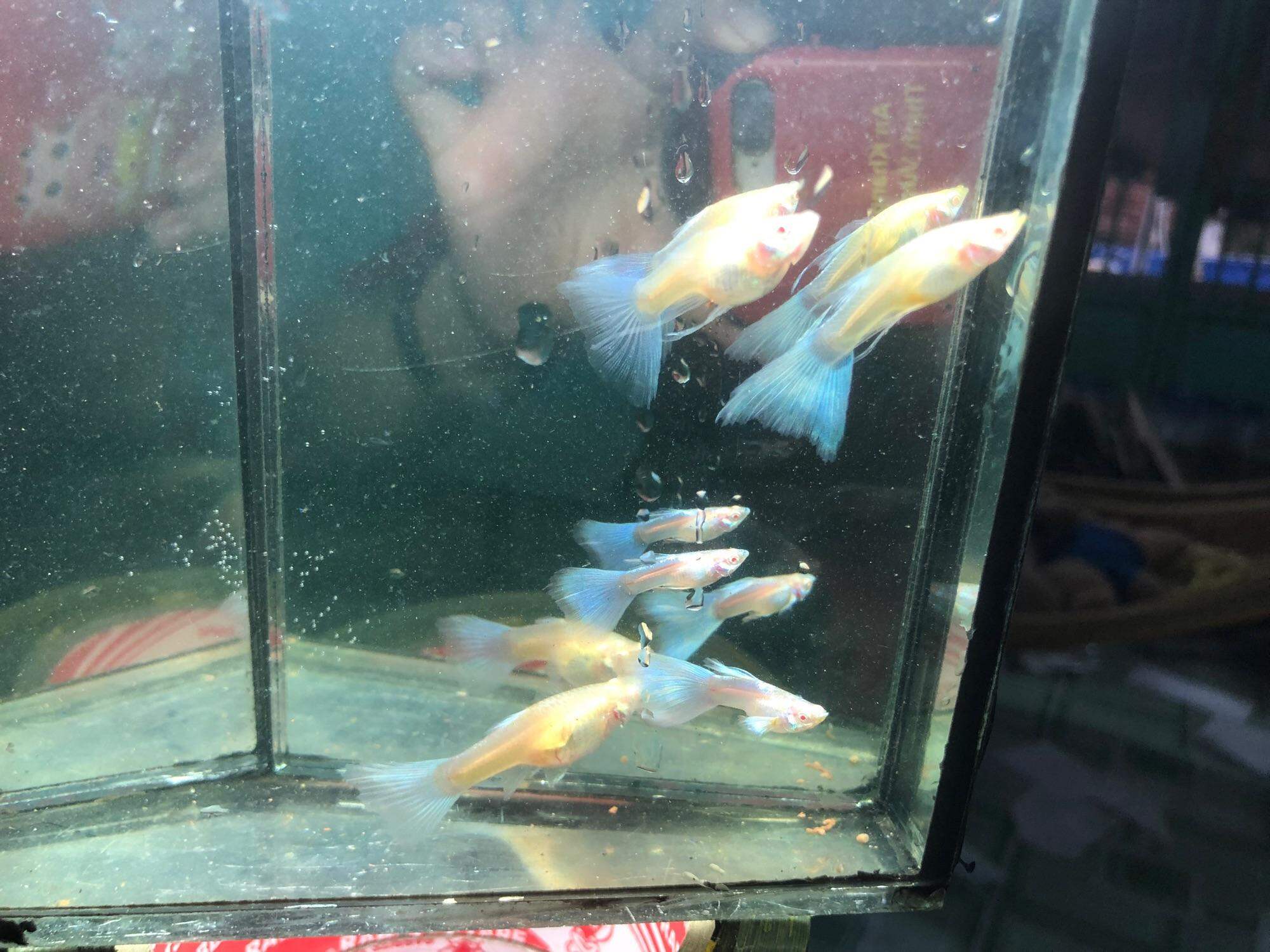 GUPPY 1 Cặp BLUE TOPAZ