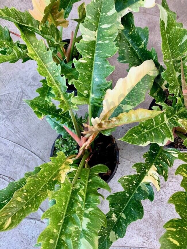 [FREESHIP MAX] PHILODENDRON RING OF FIRE ( TIGER TOOTH) - CUNG ĐÀN VAR - TRẦU BÀ RĂNG CỌP