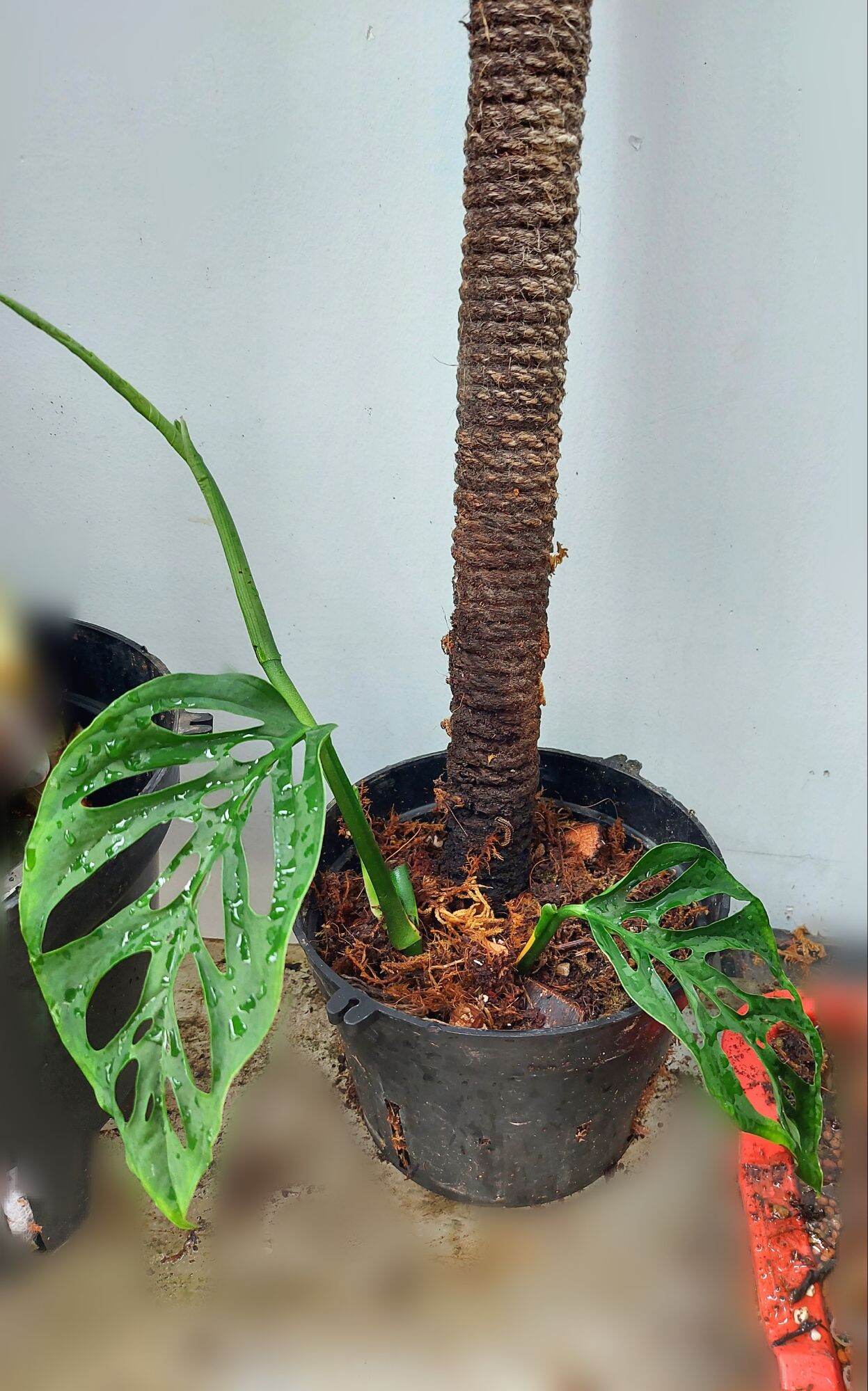 TRẦU BÀ LỖ MONSTERA ADANSONII VAR ADANSONII