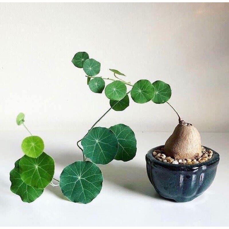 Củ Bình Vôi Thái