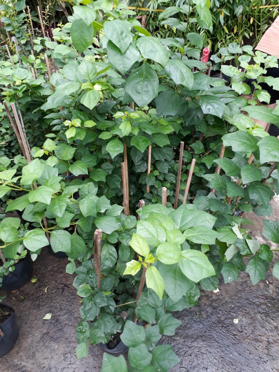 Cây huyền trân công chúa