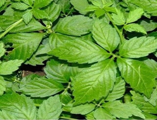 Giảo cổ lam 5 lá Hòa Bình túi 1kg