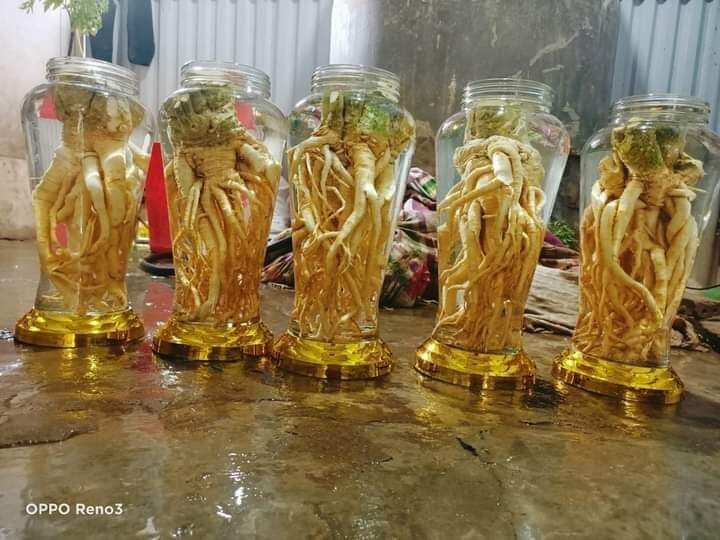 Củ đinh lăng tươi củ 5kg