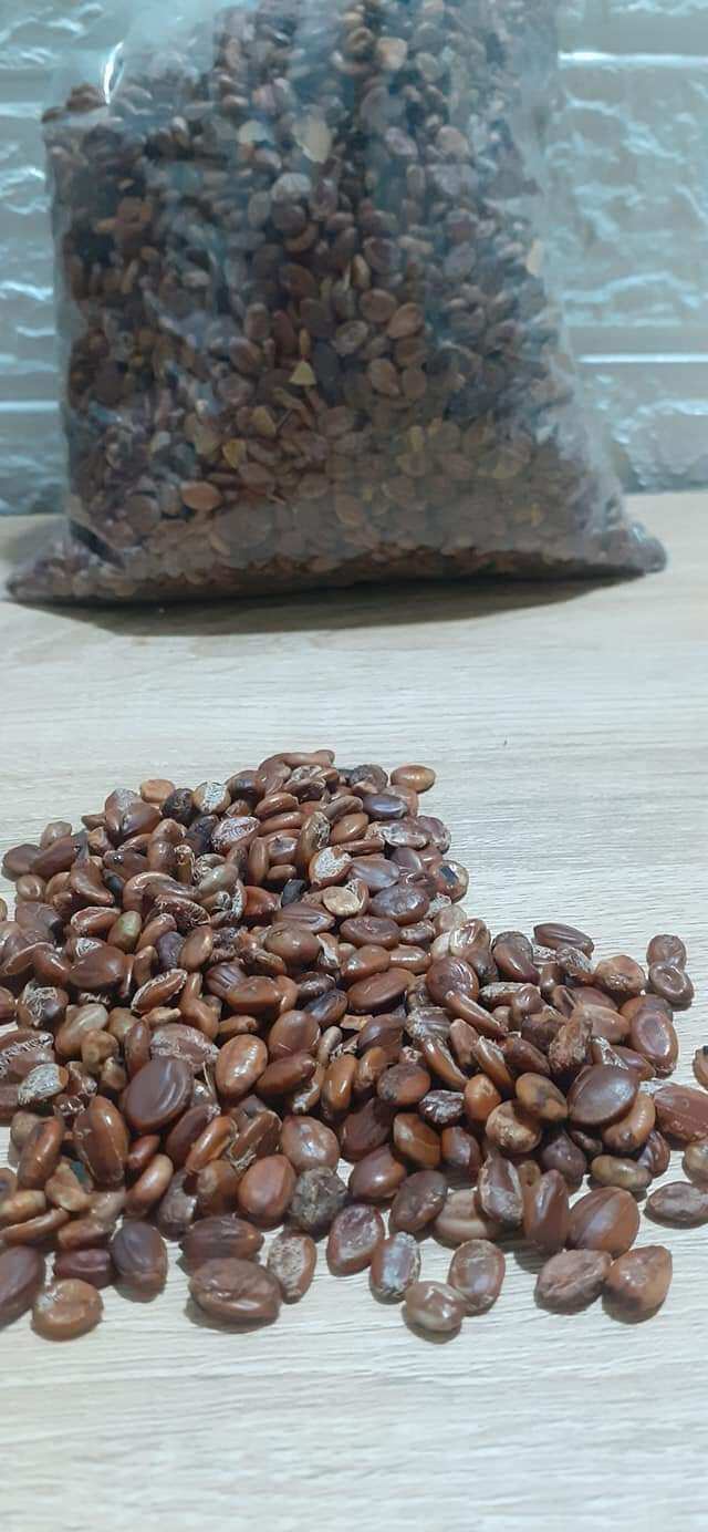 100 gram hạt giống muồng hoàng yến (muồng vàng osaka)