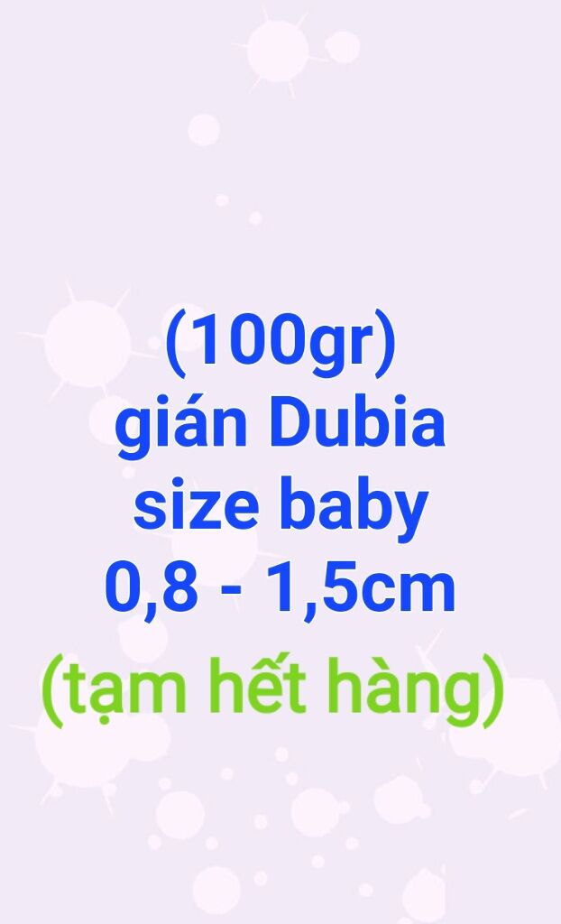 Gián dubia size baby 0,8cm đến 1,5cm.