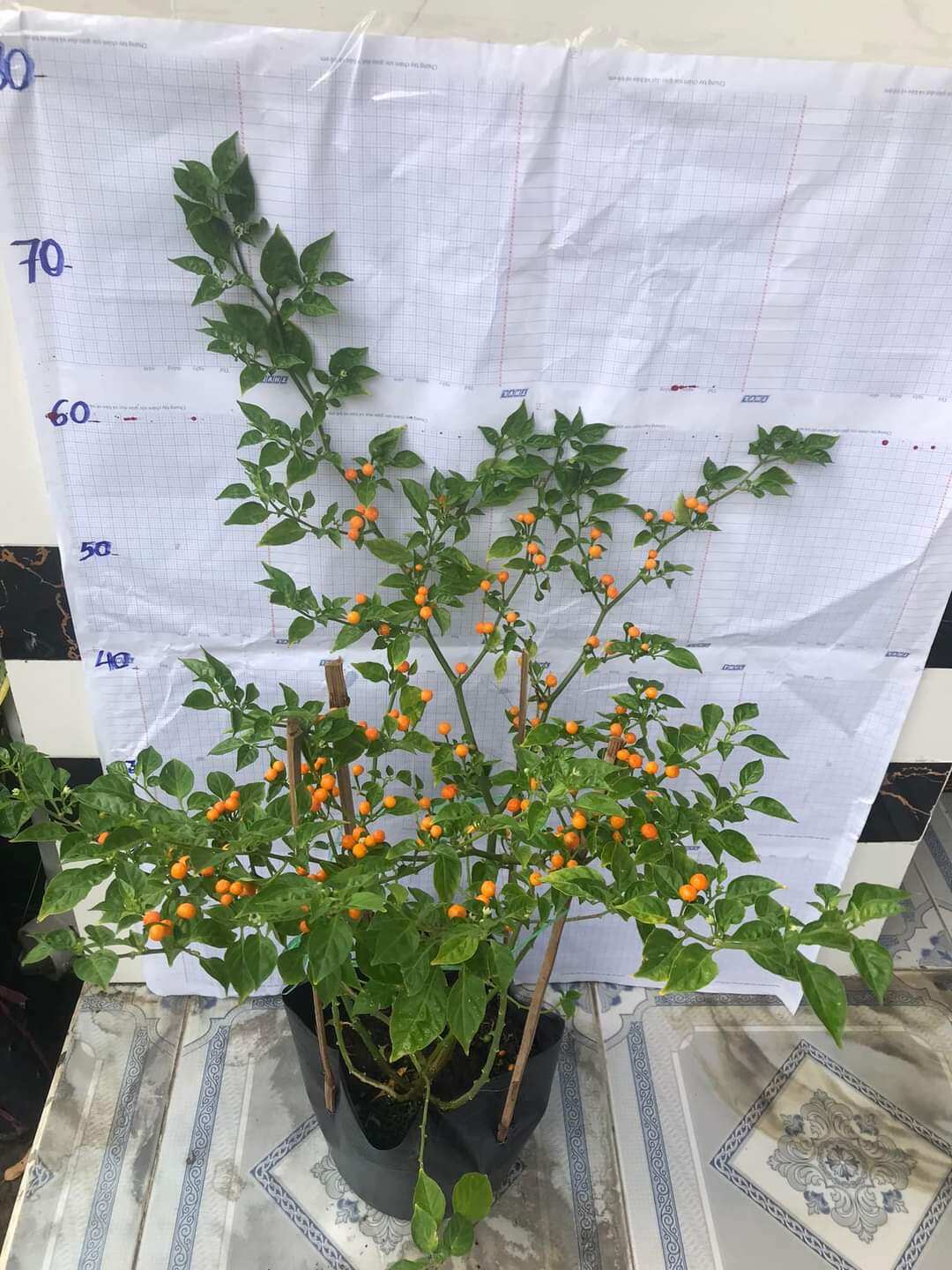1 cây giống ớt peru có trái sẵn cao hơn 80cm