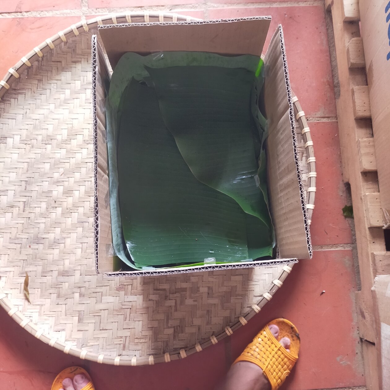 RAU NHÍP HÁI RỪNG - SHOP K'LONG