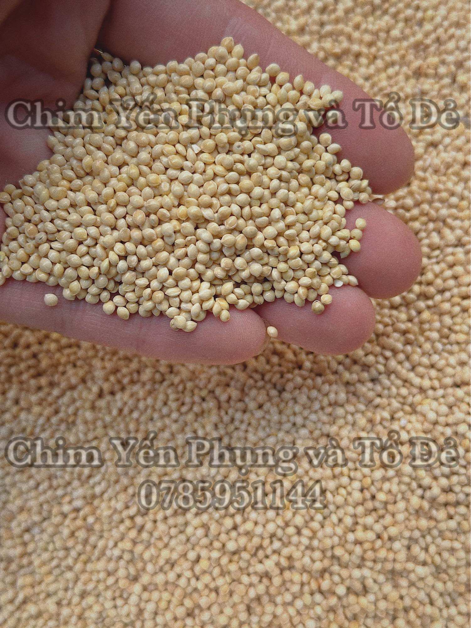 1kg hạt kê trắng - thức ăn: Chim Cảnh • Sóc • Hamster..