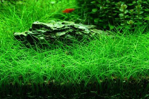 Hạt giống thủy sinh ngưu mao chiên lùn