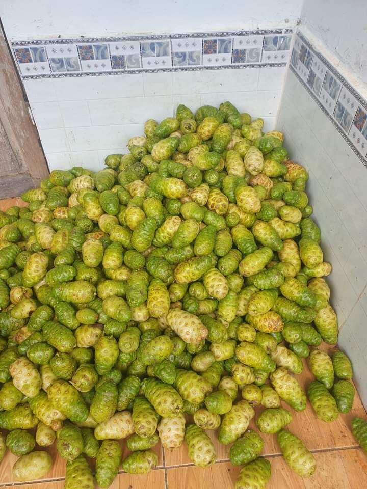 1 kg quả nhàu khô hàng đẹp