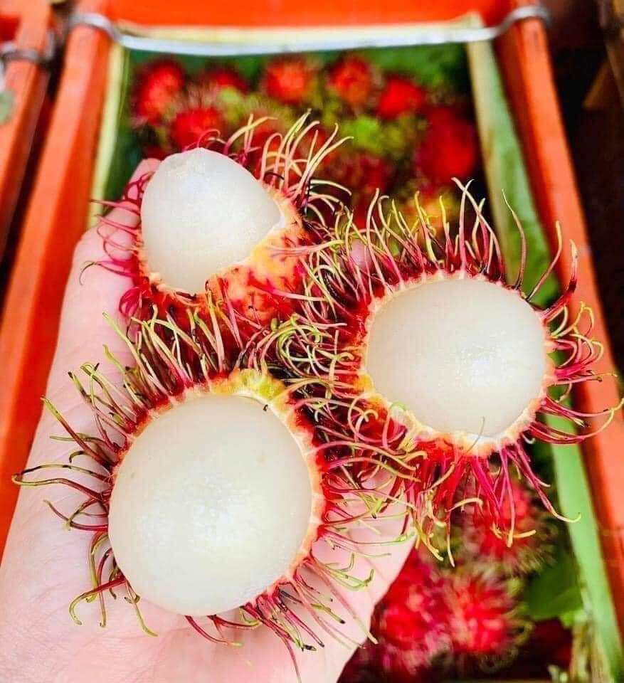 Thai Soursop Seedling, 70-140cm High, 100% Standard Variety