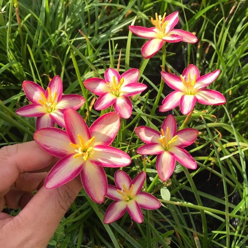 Củ Hoa Huệ mưa ngoại(10 củ ) HOA TẾT