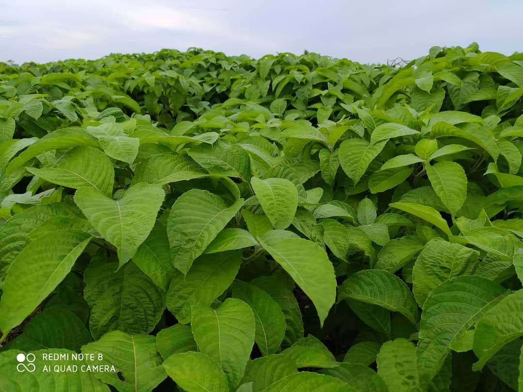 CHÈ KHỔNG LỒ HAY GỌI LÀ CHÈ ĐẠI ( đơn 30 bầu ra rễ và mầm đẹp).