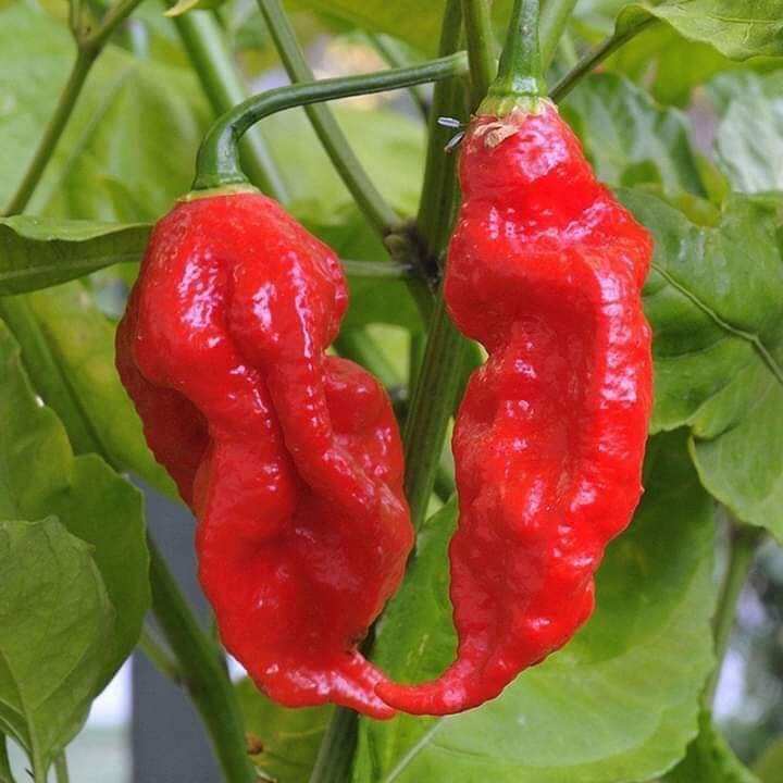 Hạt Ớt siêu cay Red Habanero 5 hạt