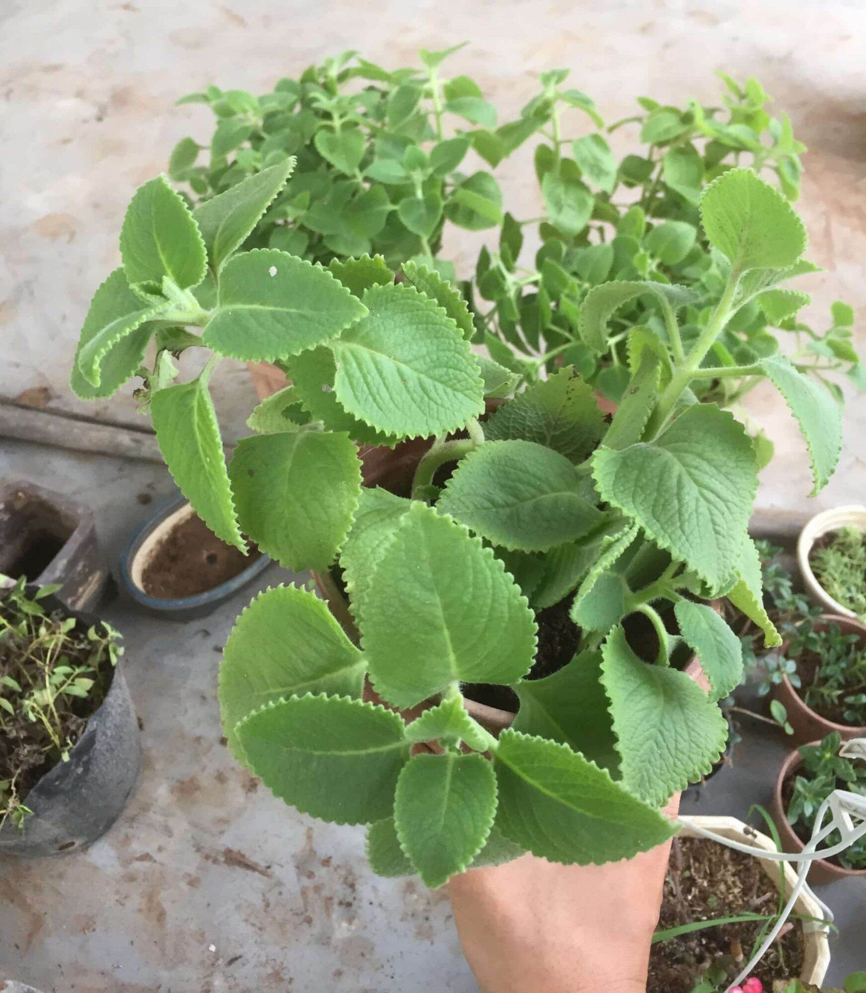 COMBO 2 CÂY HÚNG CHANH (CÂY GIỐNG TẦN DÀY LÁ)