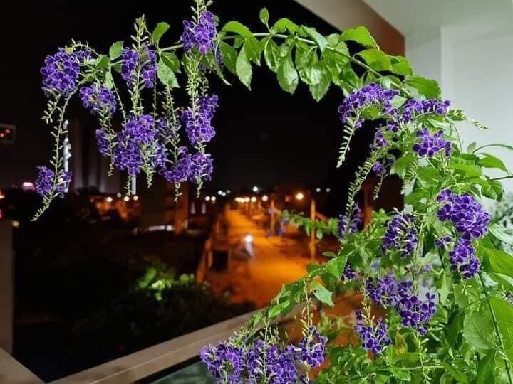 Cây mai chuỗi Ngọc tím