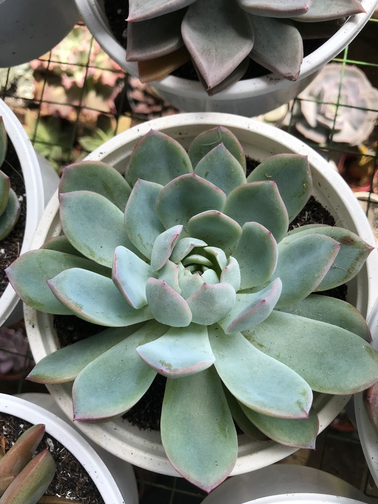 Sen đá vượt size tô 15cm đã thuần  giống mới