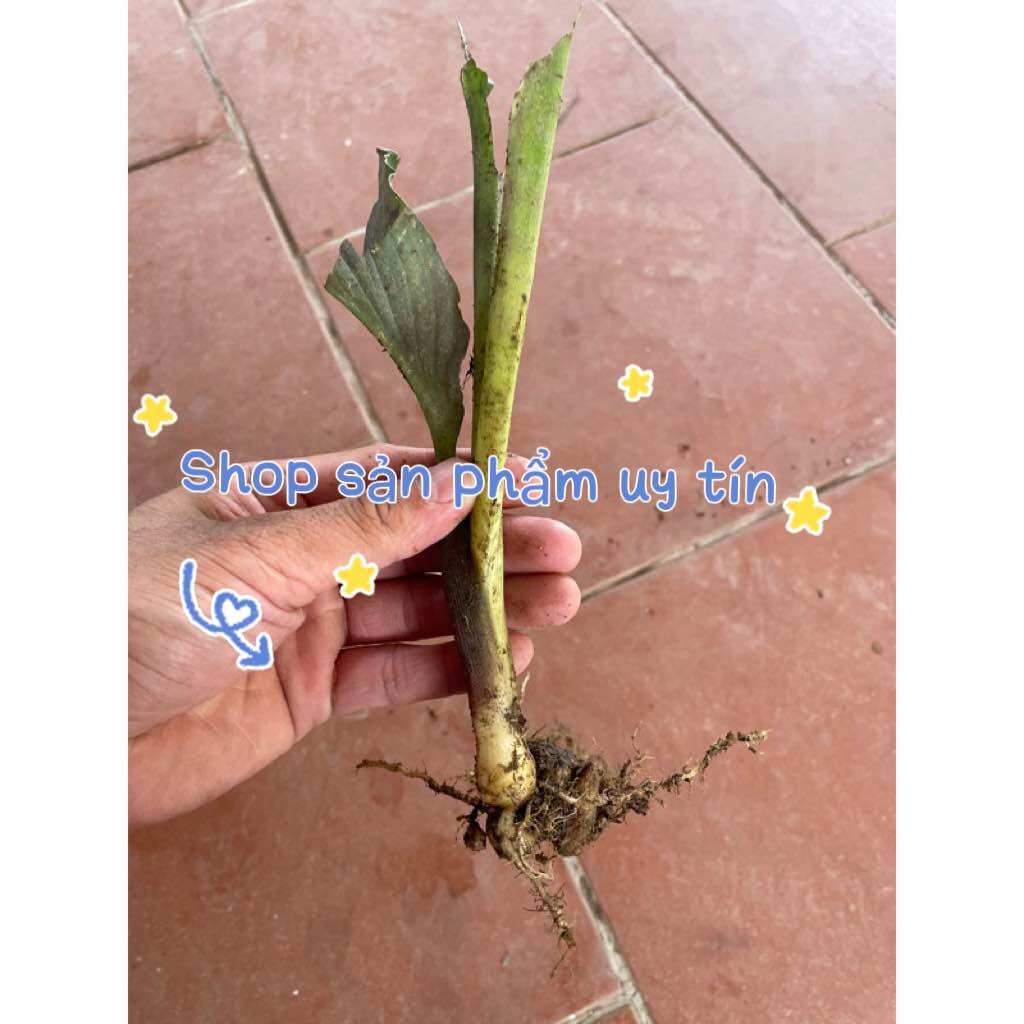 củ tam thất lá xanh ( 1 củ giống)