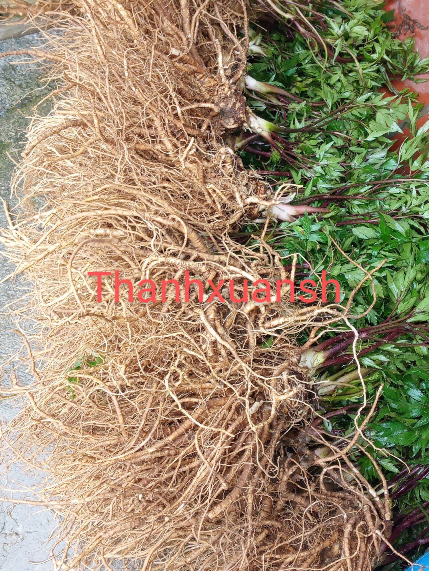 1kg Sâm đương quy tươi Sìn Hồ - Lai Châu (2 củ/1kg)