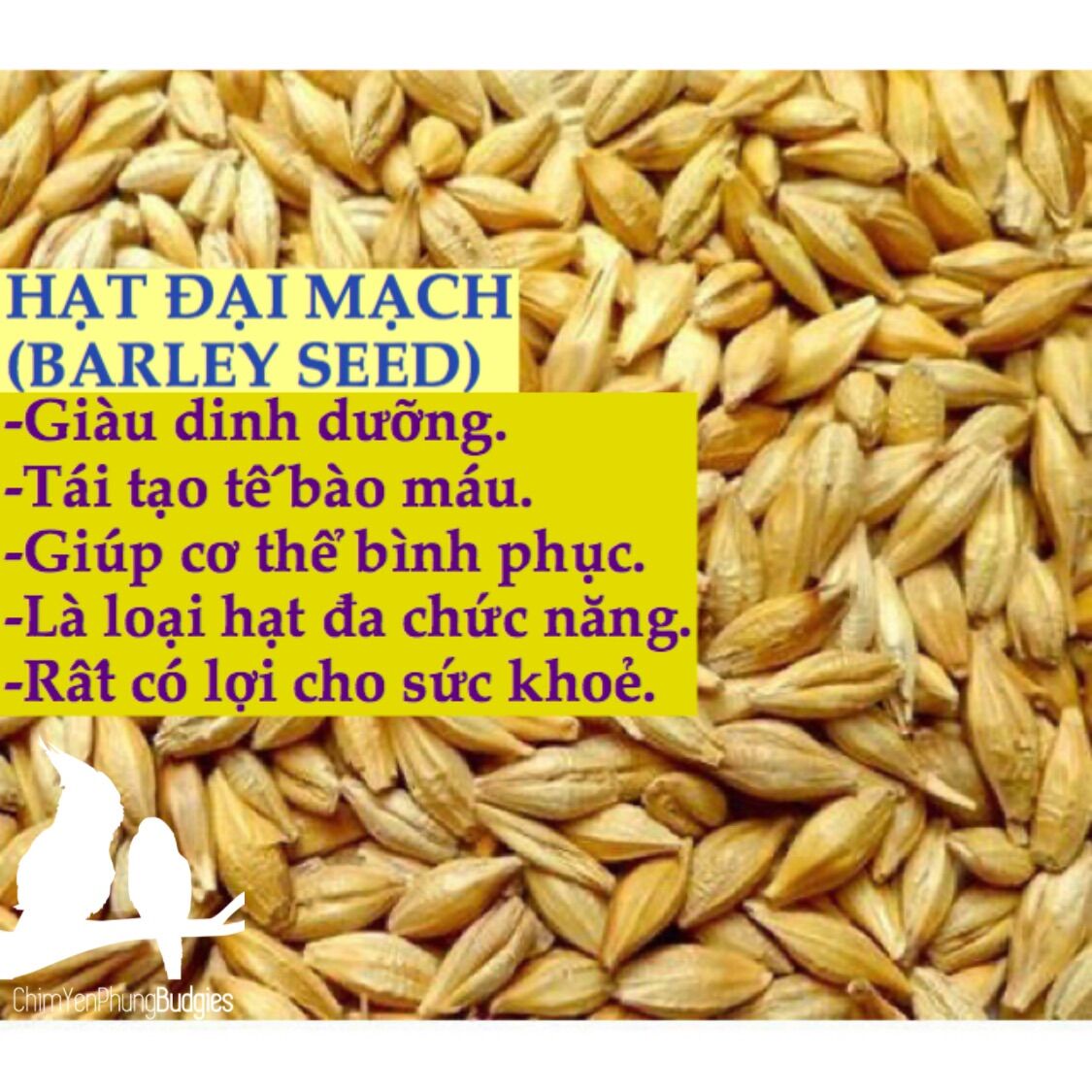 2kg hạt Lúa Mạch/Đại Mạch nguyên vỏ (Barley Seed/Raw Barley) đa công dụng.