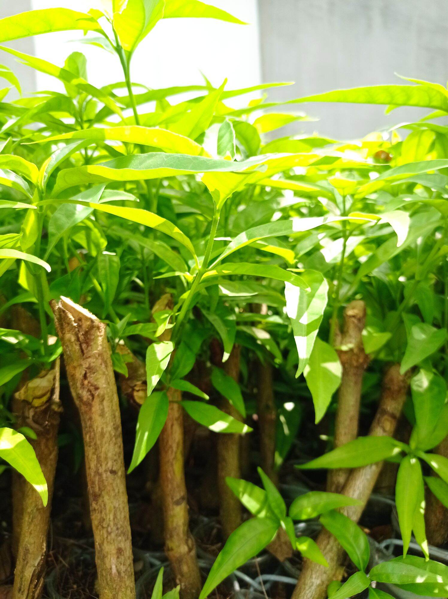 Hoàn Ngọc Trắng (Cây giống như hình ảnh)